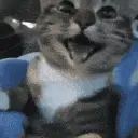 Staring Cat