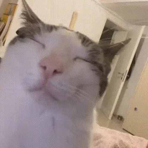 Sphynx Cat