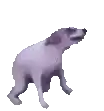 Eternal Shiba