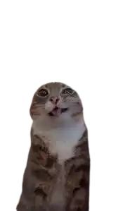 Wild Doomer