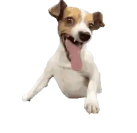 Cursed Degen