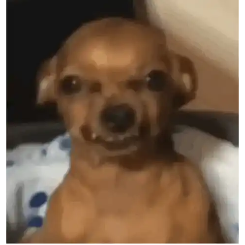 Crispy Doge