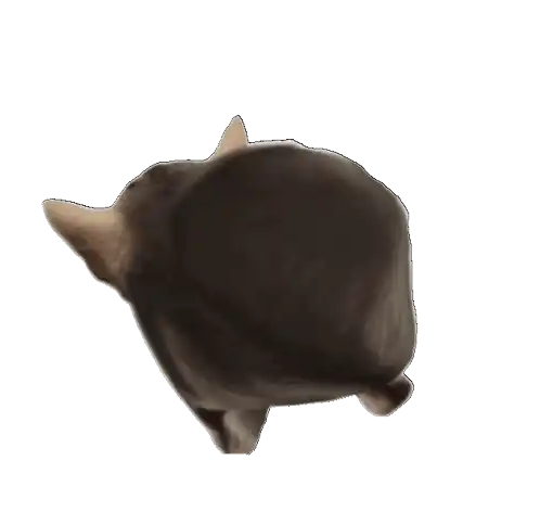 Chonky Cat